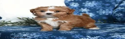 Shihpoo dogs for sale: Weston - Ad 1