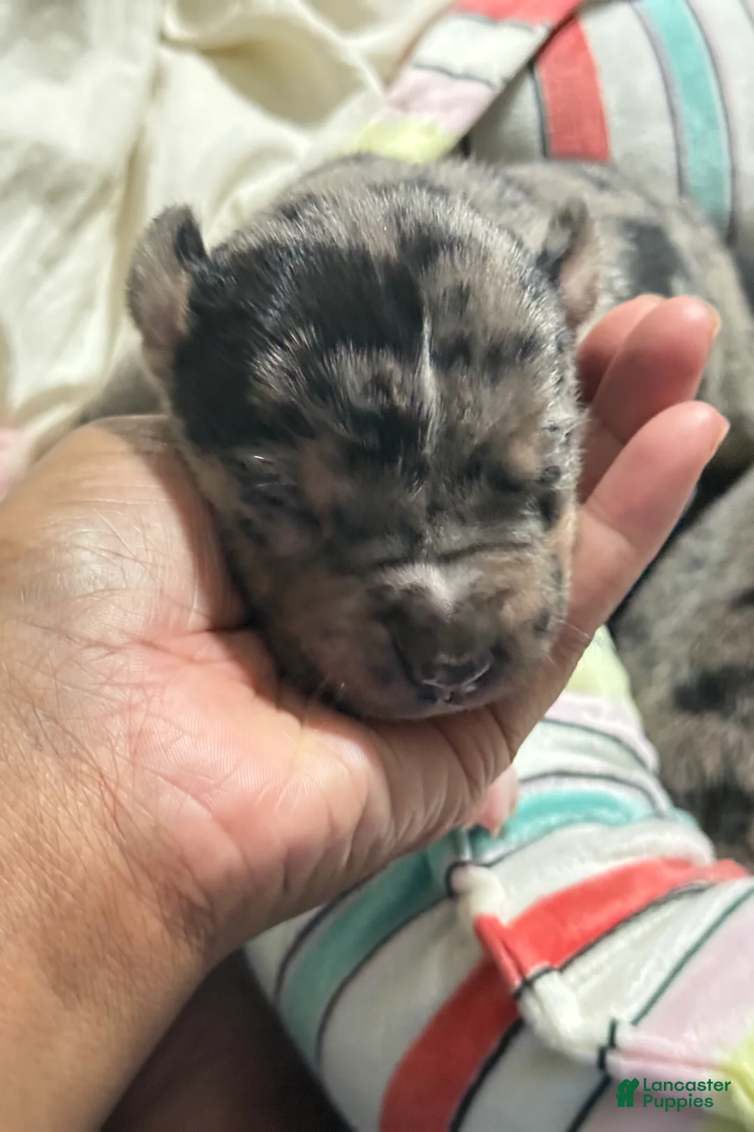 American Bully dogs for sale: American Bully 3 - Ad 2