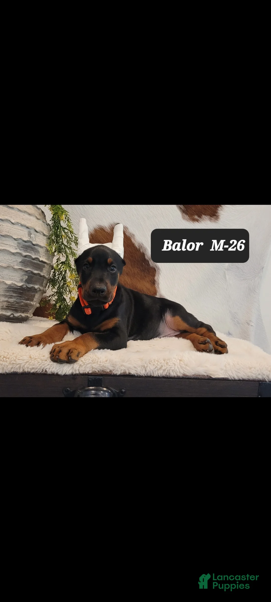 Doberman Pinscher dogs for sale: BALOR - Ad 1