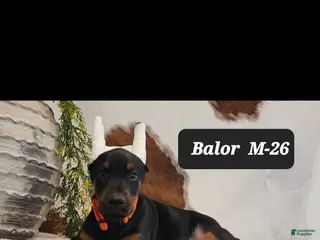 Doberman Pinscher dogs BALOR - Ad 41