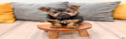 Yorkshire Terrier dogs for sale: Jodi - Ad 1
