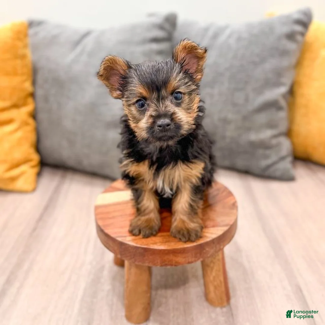 Yorkshire Terrier dogs for sale: Jodi - Ad 1