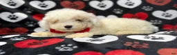 Bichpoo dogs for sale: Hex - Ad 10