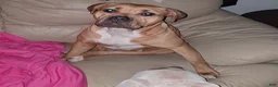 Mixed Breed dogs for sale: Mixed Breed 1 - Ad 2