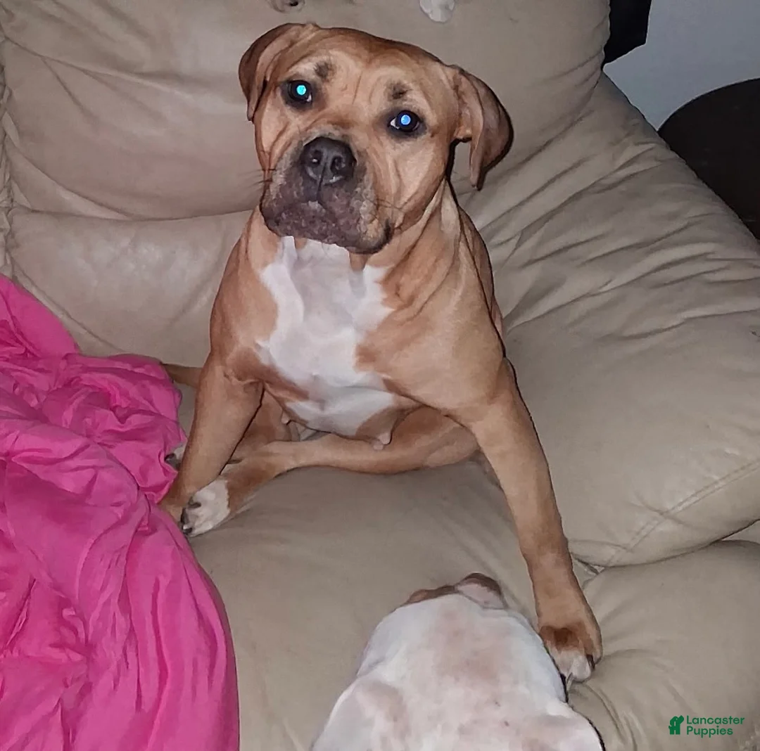 Mixed Breed dogs for sale: Mixed Breed 1 - Ad 2