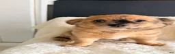 Chihuahua dogs for sale: Chihuahua 2 - Ad 5