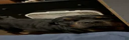 Rottweiler dogs for sale: Rottweiler 2 - Ad 16