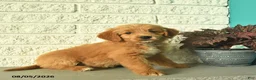 Mini Goldendoodle dogs for sale: Nicki  - Ad 3