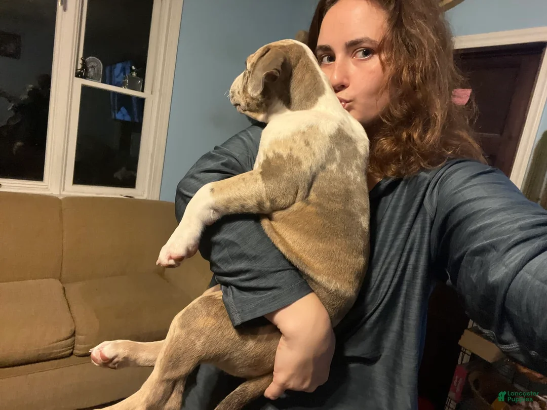 Gallery Image {{count}}