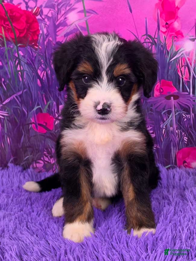 Mini Bernedoodle dogs Niles - Ad 1