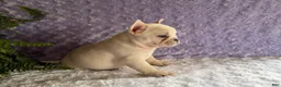 French Bulldog dogs for sale: Tea Cup - Ad 8