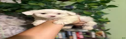 Maltipoo dogs for sale: Milo - Ad 2