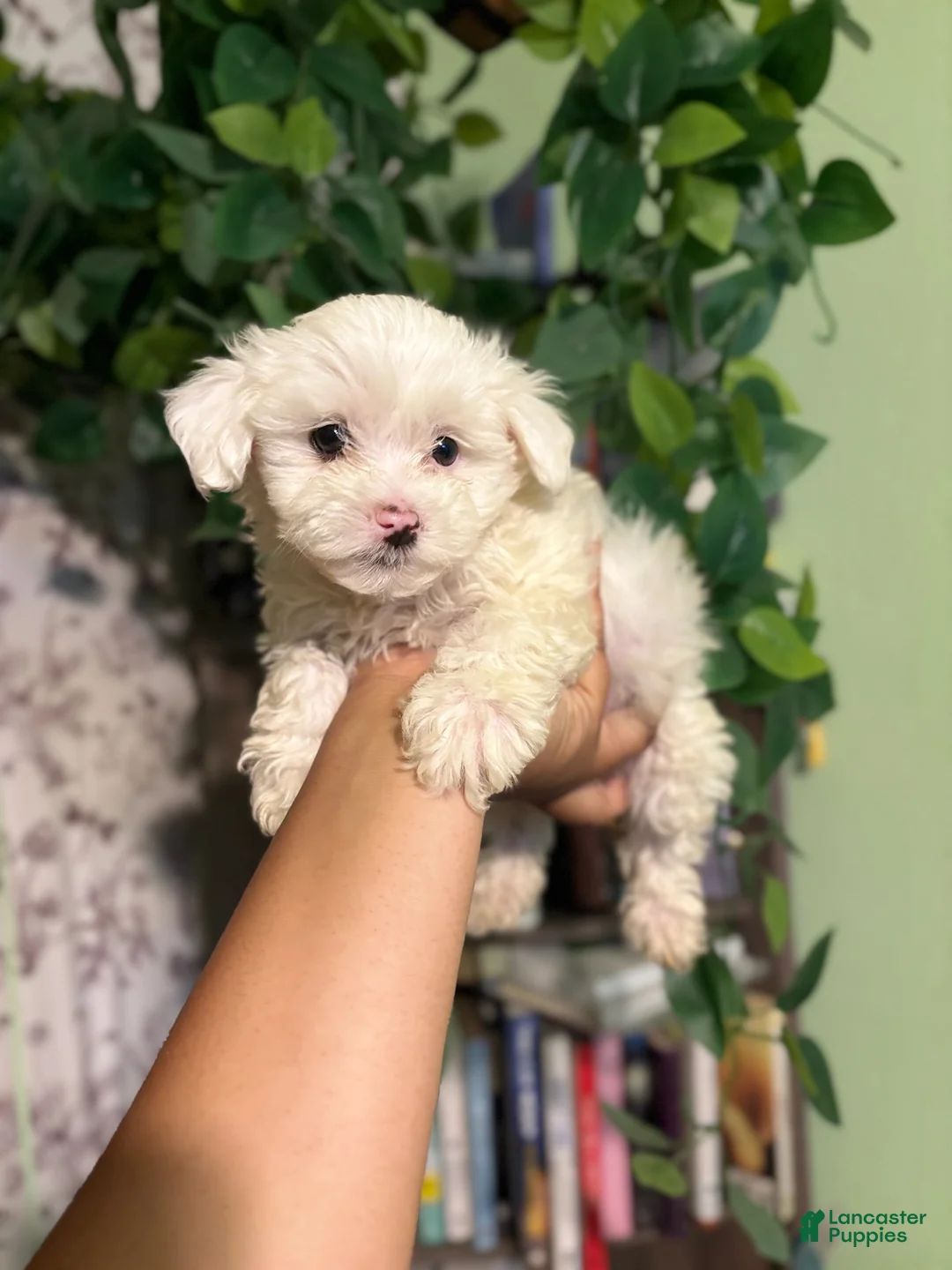 Maltipoo dogs for sale: Milo - Ad 2