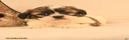 Shih Tzu dogs for sale: Jemima - Ad 2