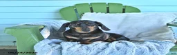 Miniature Dachshund dogs for sale: Felicity - Ad 4