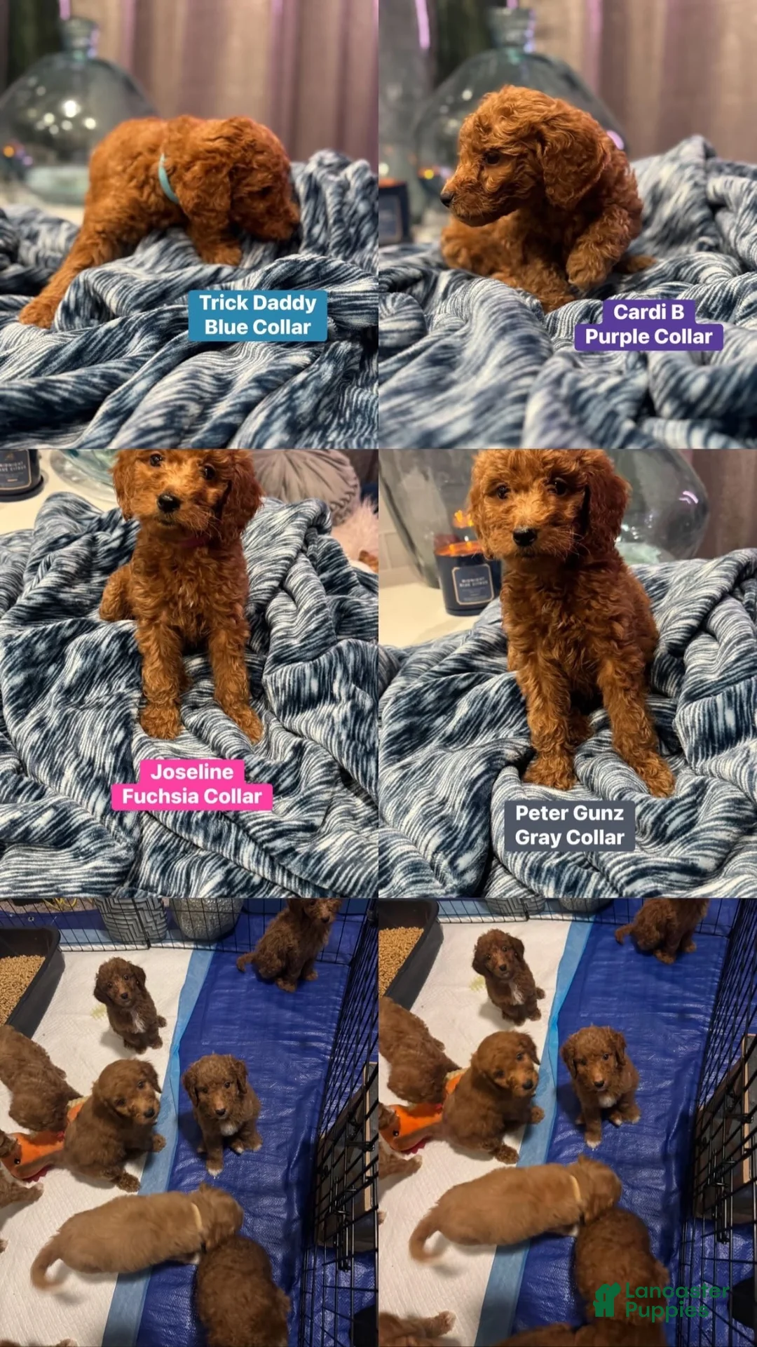 Standard Poodle dogs for sale: Trick Daddy - Ad 2