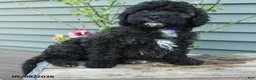 Shihpoo dogs for sale: Apollo - Ad 3