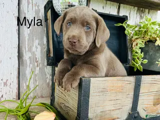 Labrador Retriever dogs for sale: Myla - Ad 2