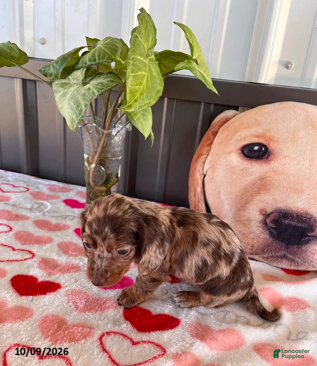 Miniature Dachshund dogs for sale: Pumpkin - Ad 4