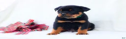 Rottweiler dogs for sale: Thor - Ad 4