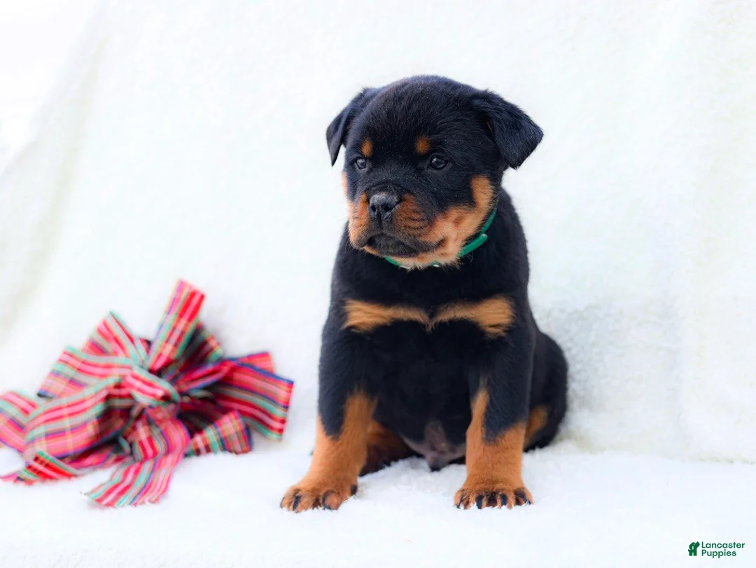 Rottweiler dogs for sale: Thor - Ad 4