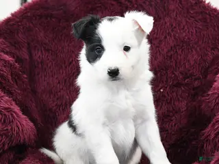 Border Collie dogs Spot - Ad 38