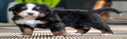 Bernese Mountain Dog dogs for sale: Louie - Ad 2