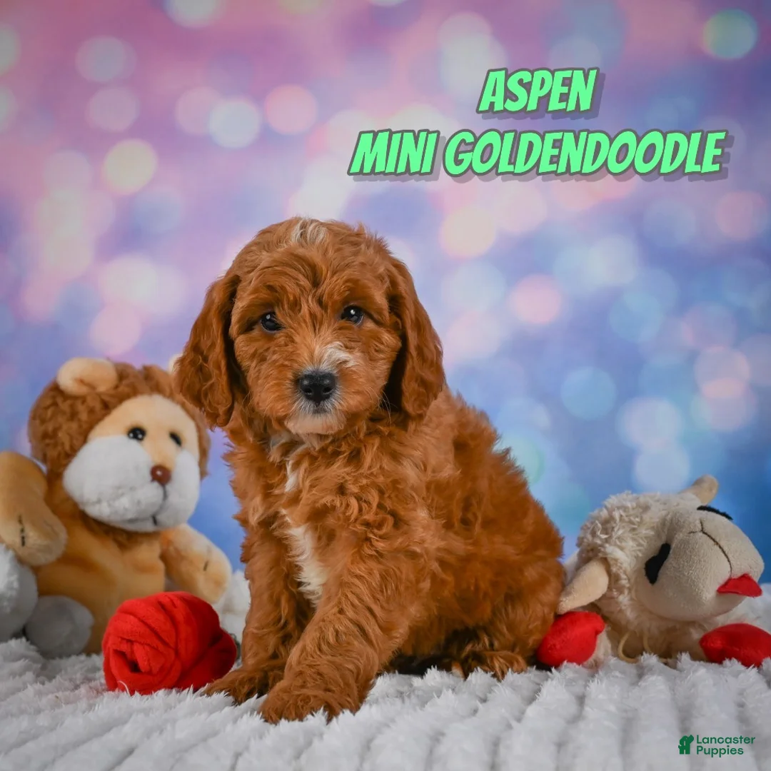 Mini Goldendoodle dogs for sale: Aspen - Ad 1