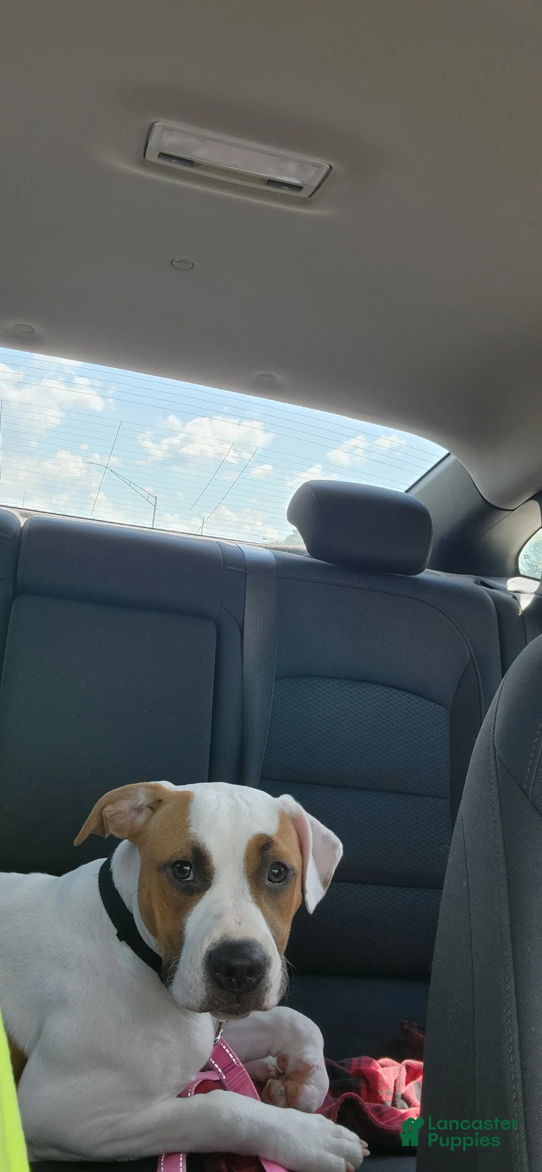 Mixed Breed dogs for sale: Lilly  - Ad 3