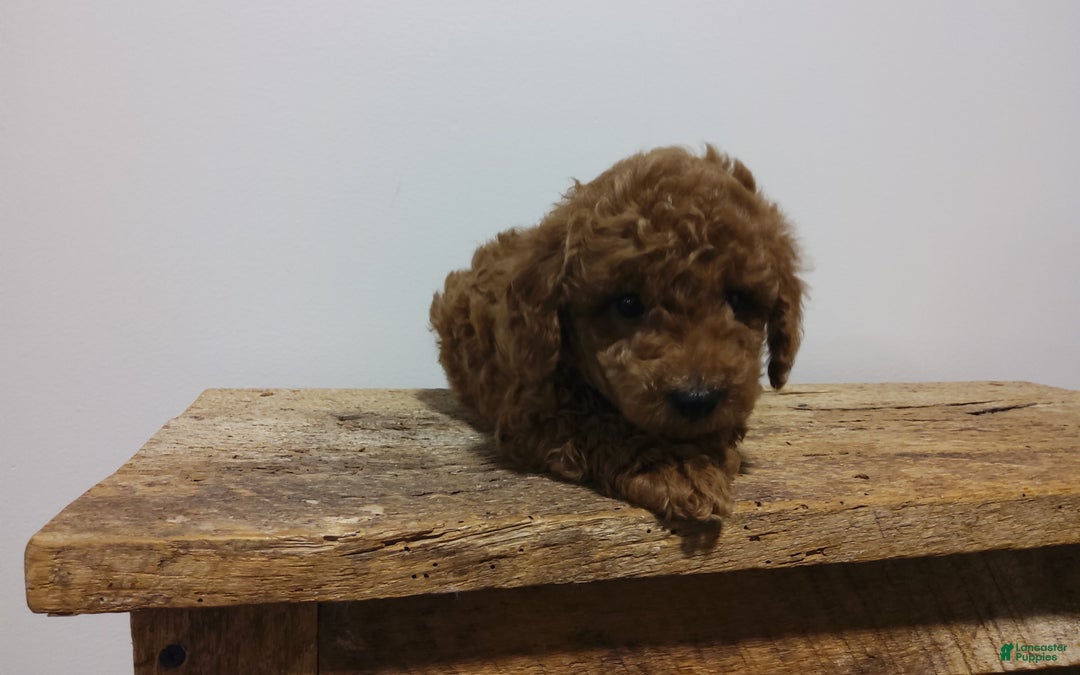 Miniature Poodle dogs for sale: Miniature Poodle Puppy 2 - Ad 4