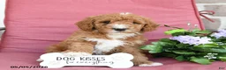 Miniature Poodle dogs for sale: Lilac - Ad 4