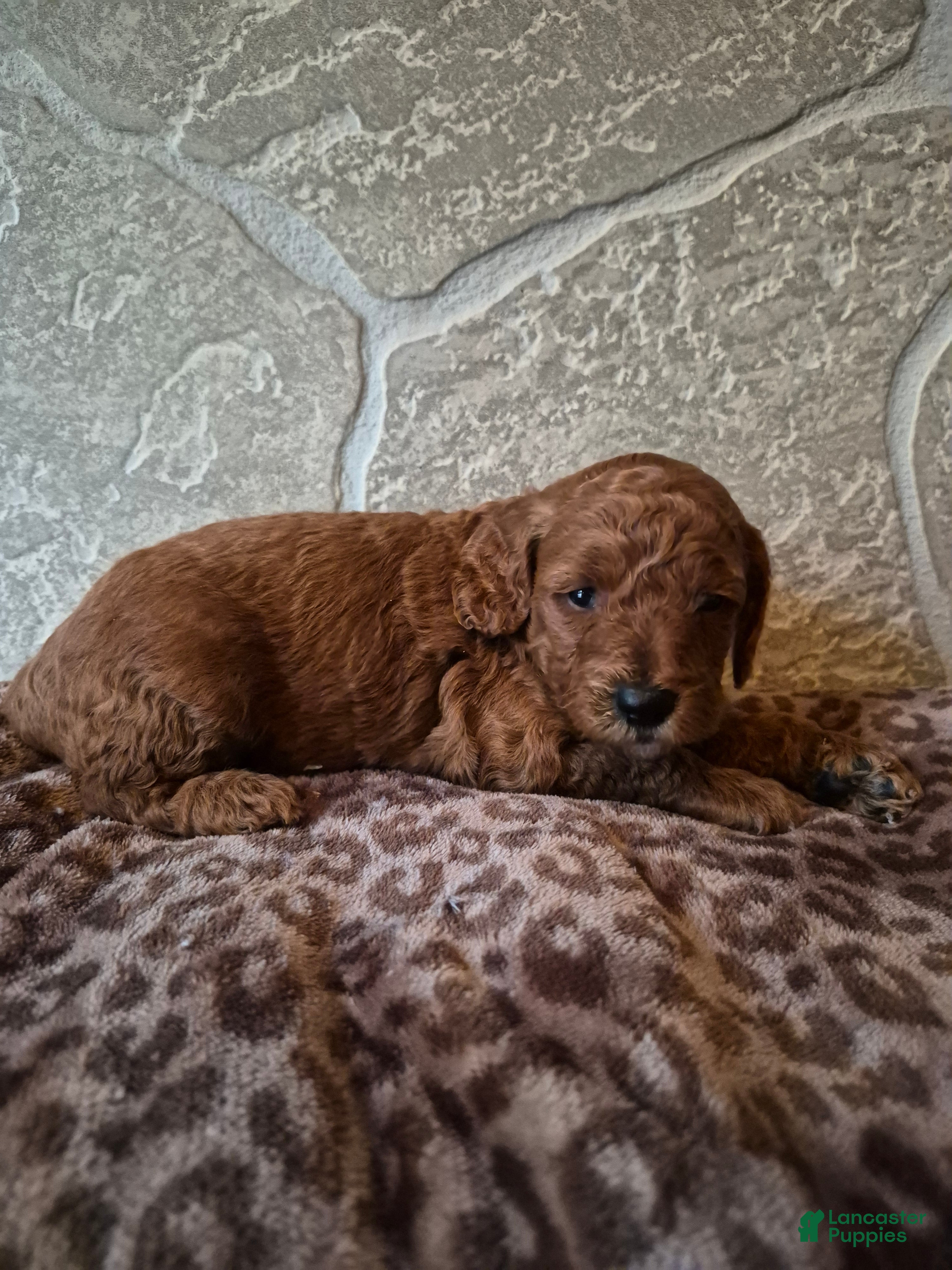 Cavapoo dogs Leo - Ad 1