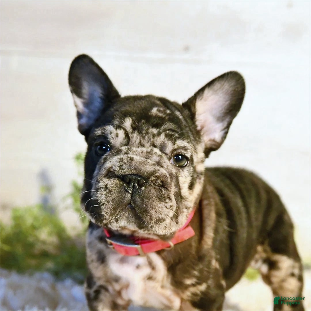 French Bulldog dogs for sale: Ore - Ad 3