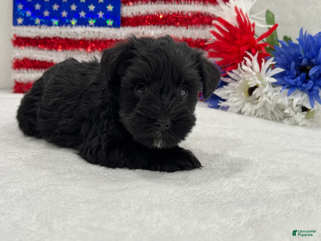 Miniature Schnauzer dogs for sale: Piper Female 2 - Ad 2