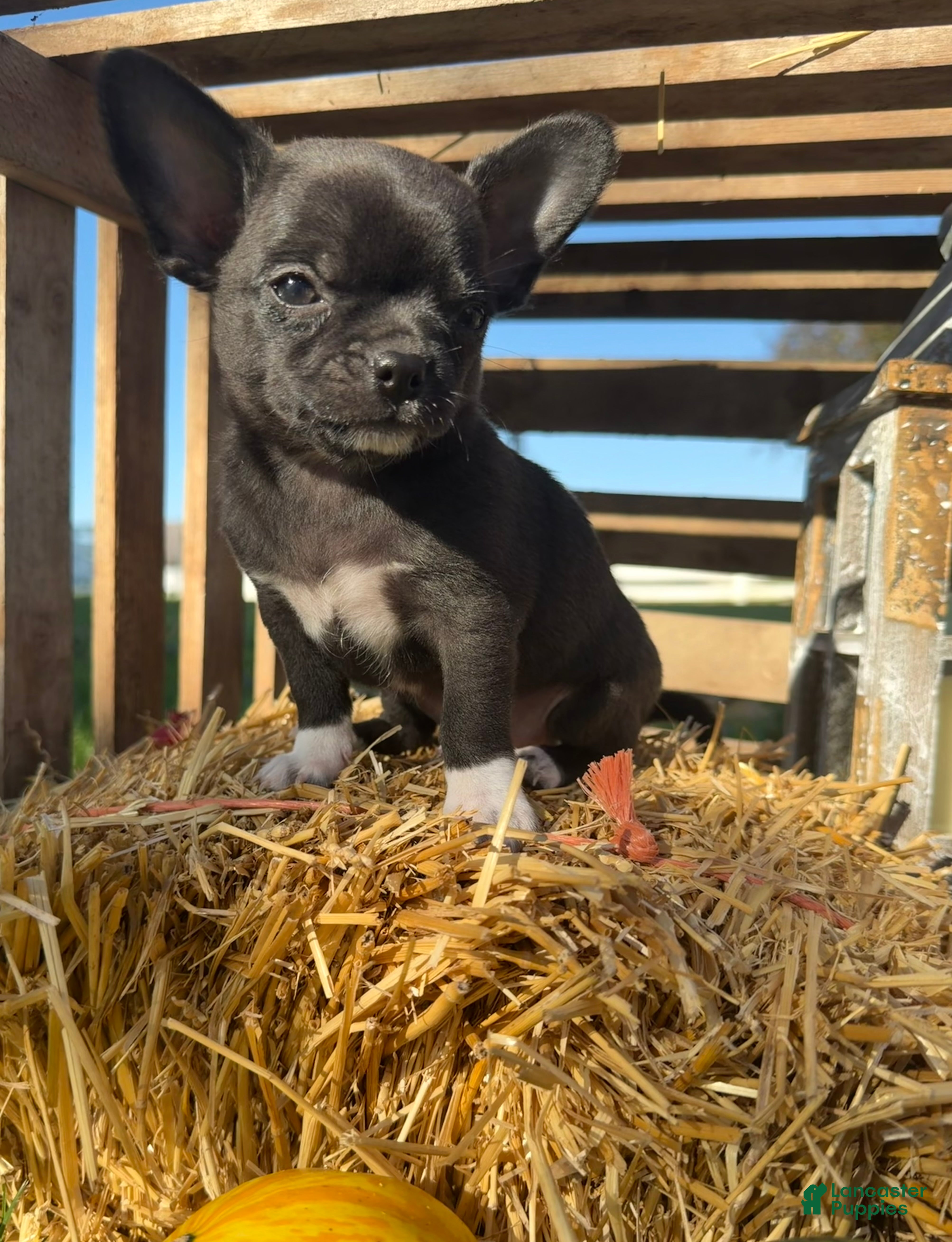Chihuahua dogs for sale: Archie - Ad 1
