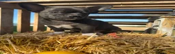 Chihuahua dogs for sale: Archie - Ad 1