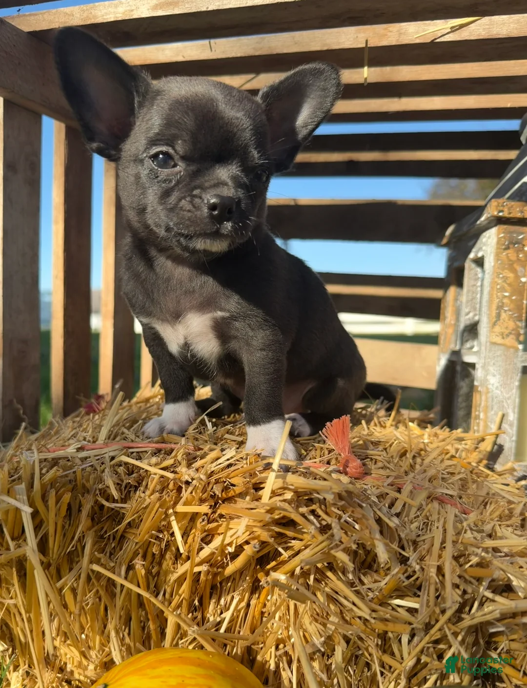Chihuahua dogs for sale: Archie - Ad 1