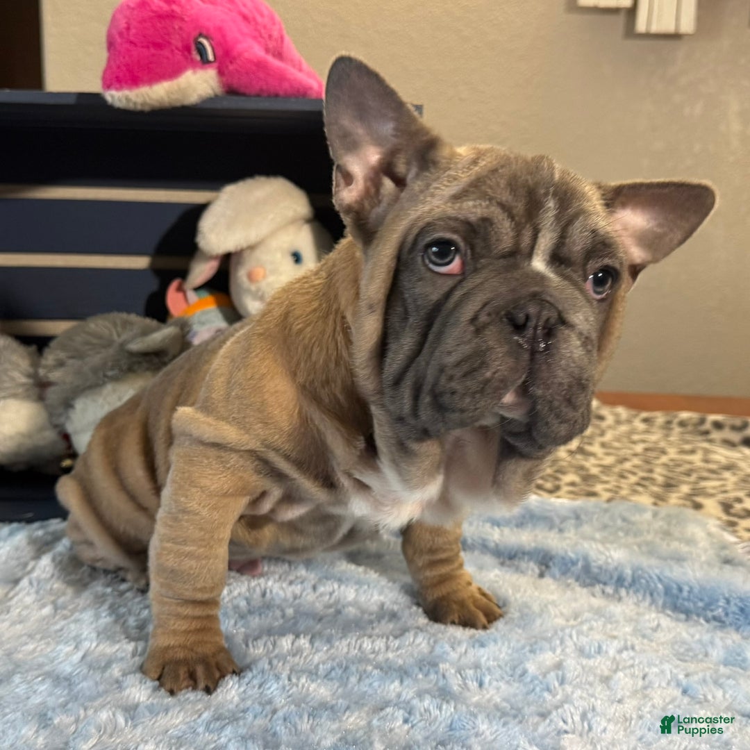French Bulldog dogs for sale: Alex - Ad 2