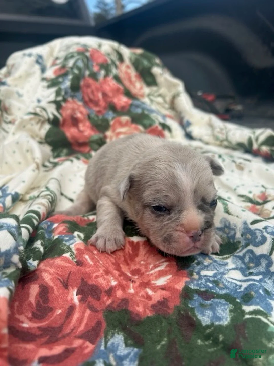 French Bulldog dogs for sale: Jimmy - Ad 1