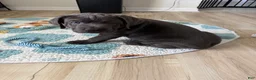 Cane Corso dogs for sale: Raiden - Ad 1
