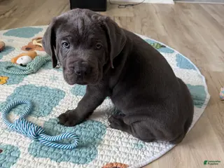 Cane Corso dogs Raiden - Ad 15