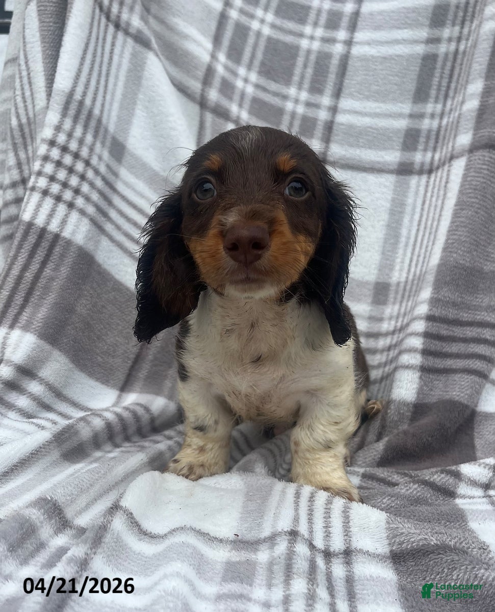 Miniature Dachshund dogs Arthur - Ad 1