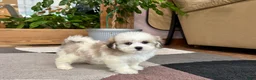 Mixed Breed dogs for sale: Lhasa/Maltese female 2 - Ad 6