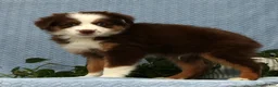 Miniature Australian Shepherd dogs for sale: Rhett - Ad 5