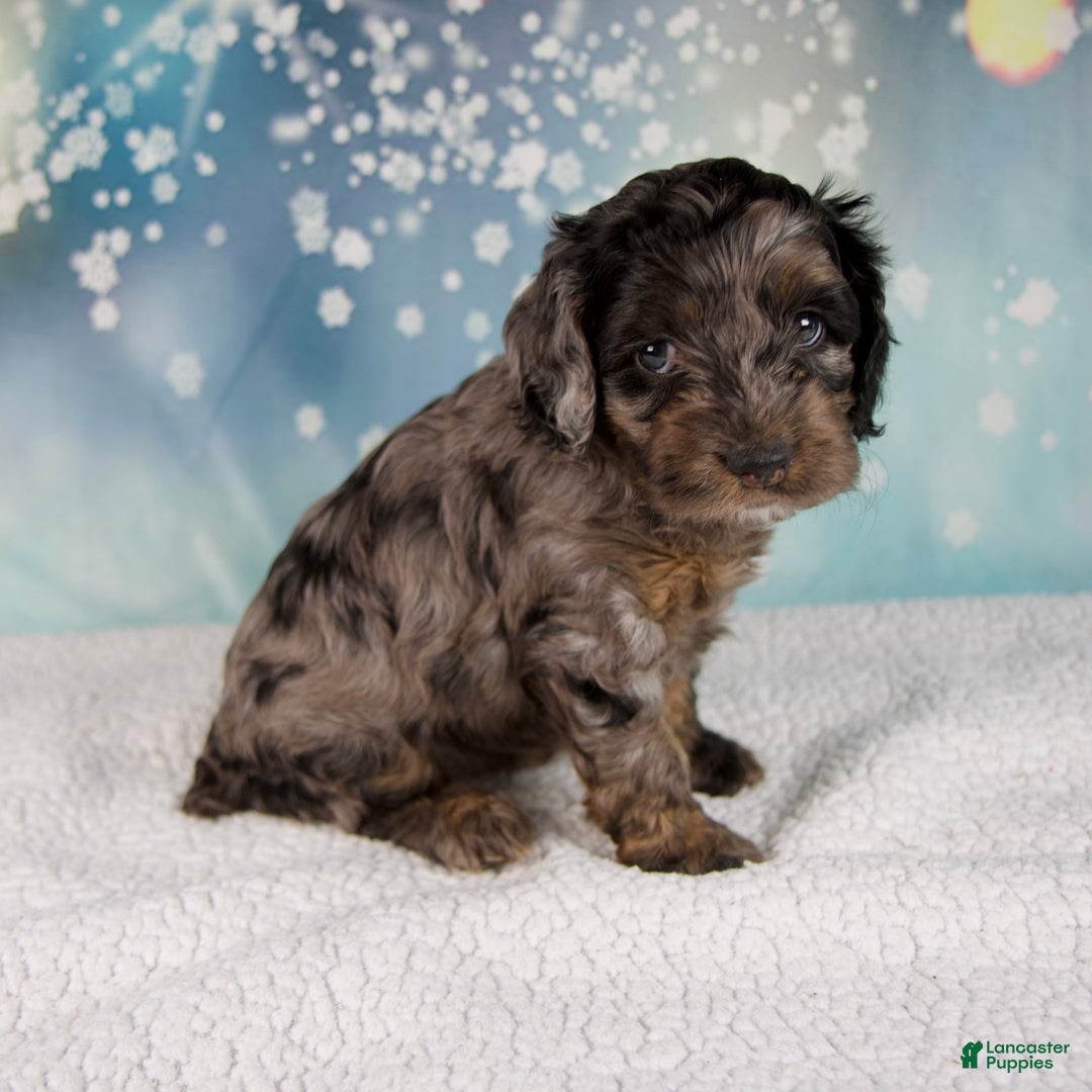 Cockapoo dogs for sale: Callie - Ad 5