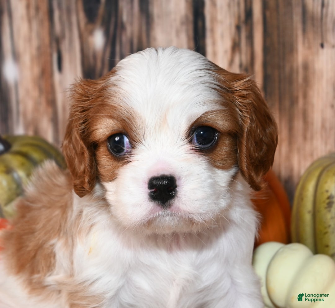 Cavalier King Charles Spaniel dogs for sale: Kai - Ad 8