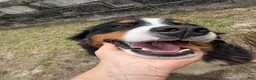 Bernese Mountain Dog dogs for sale: Bernese Mountain Dog Puppy 1 - Ad 2
