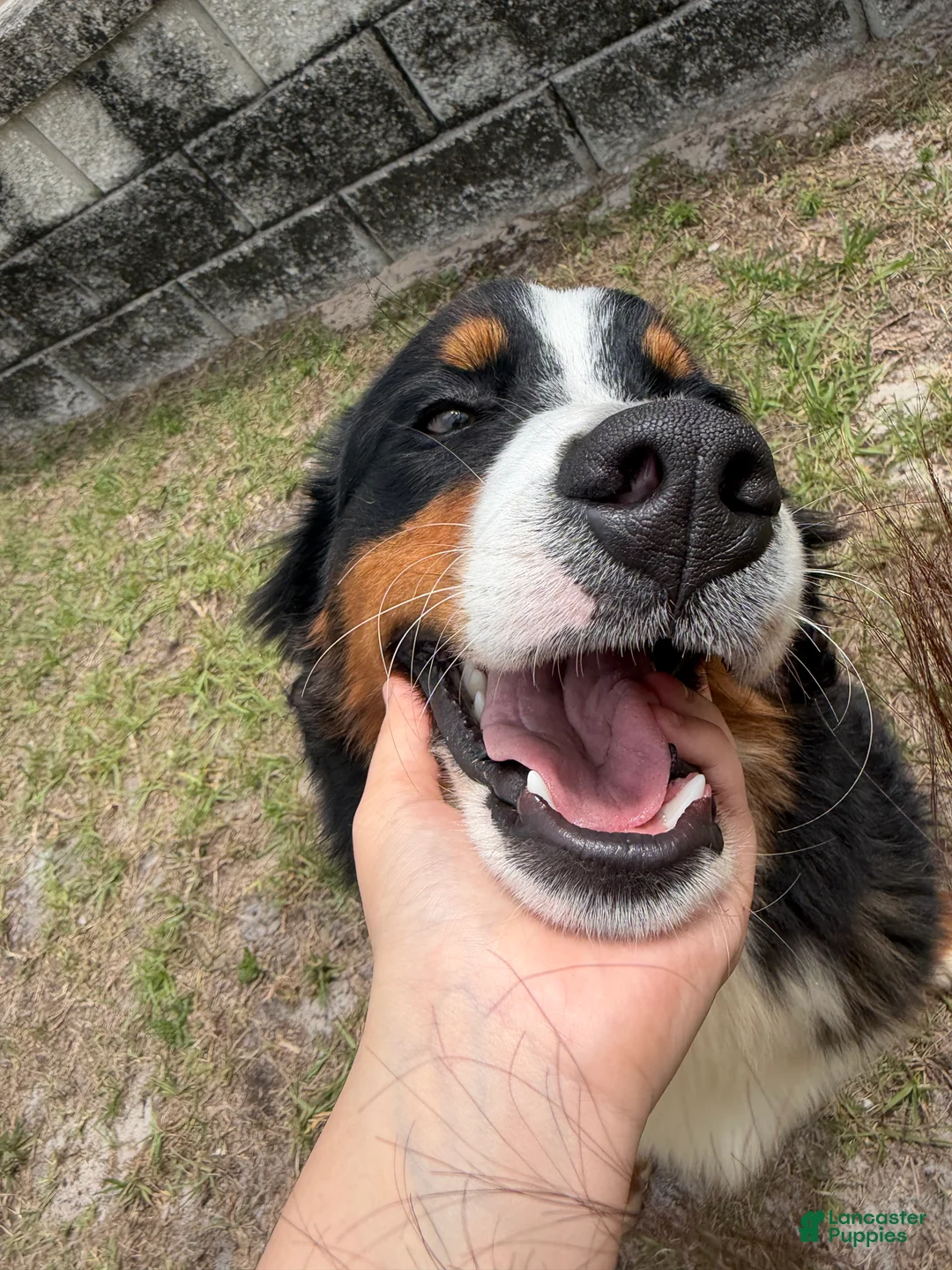 Bernese Mountain Dog dogs for sale: Bernese Mountain Dog Puppy 1 - Ad 2