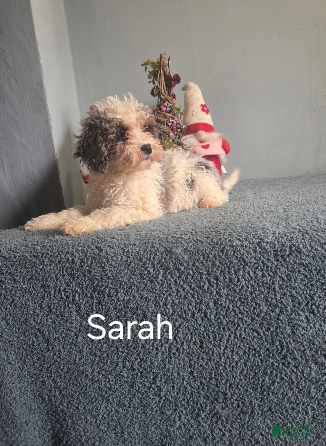 Cockapoo dogs for sale: Sarah - Ad 5