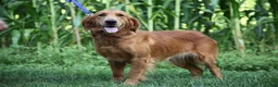 Golden Retriever dogs for sale: Dahlia Golden Retriever Puppy 7 - Ad 6